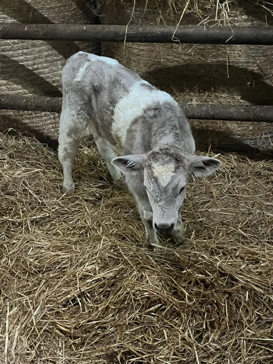 Suckler bred Charolais bull calf - Image 4
