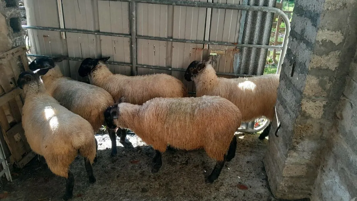 5 Suffolk ewe lambs - Image 1