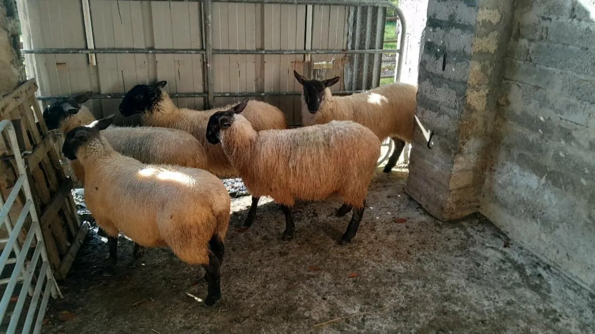 5 Suffolk ewe lambs - Image 2