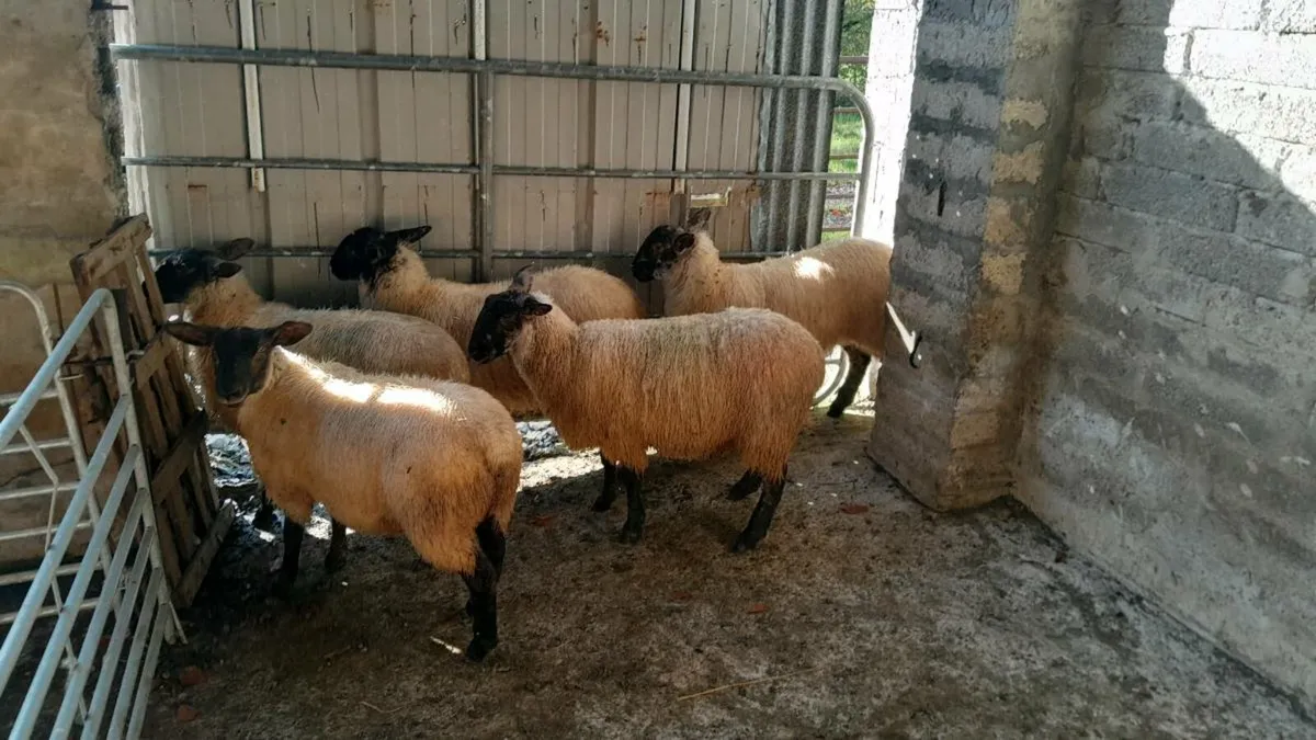 5 Suffolk ewe lambs - Image 3