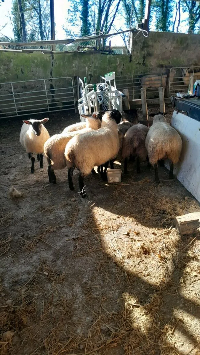 5 Suffolk ewe lambs - Image 4