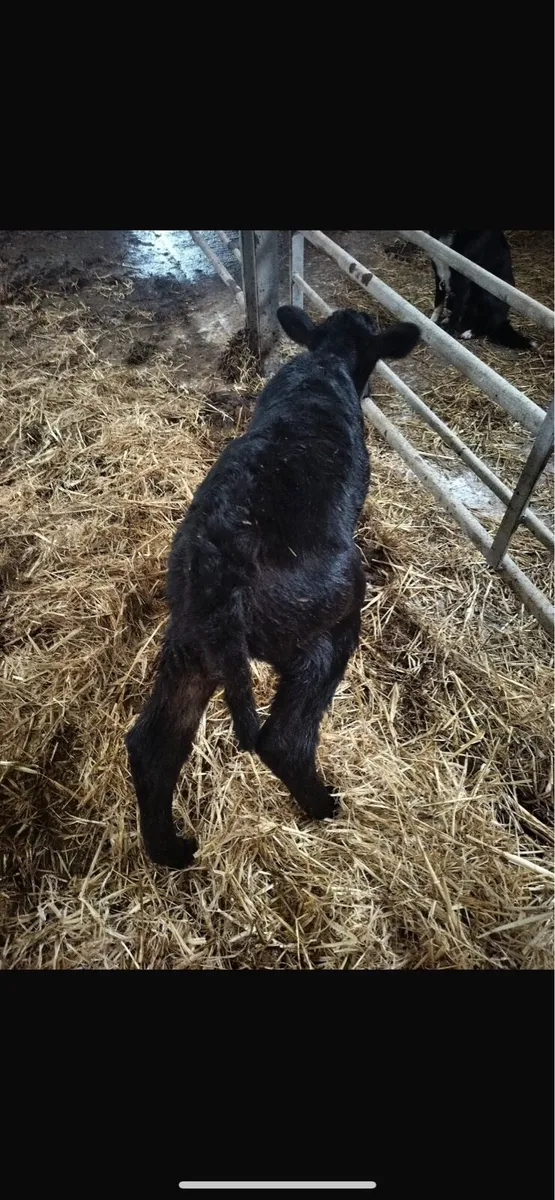 Belgium blue heifer calf - Image 2