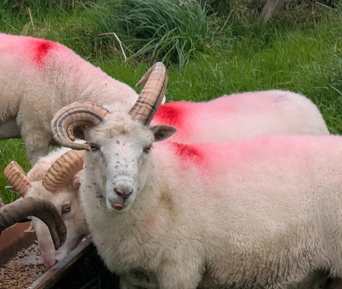 Shetland Ram - Image 1