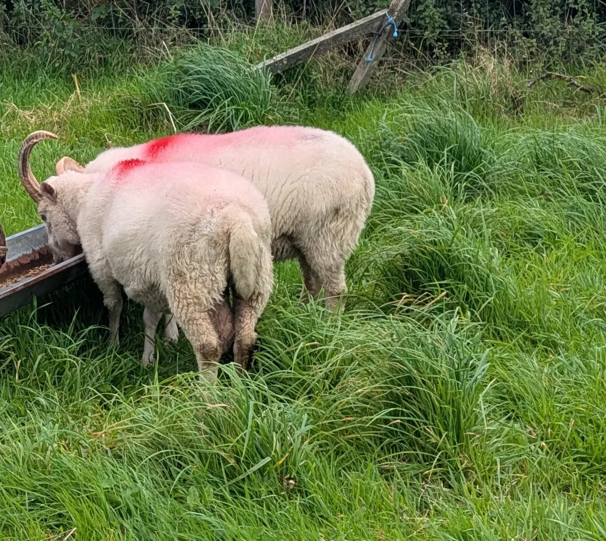 Shetland Ram - Image 2