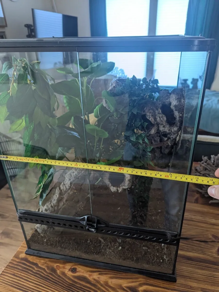 Crested Gecko - Image 2