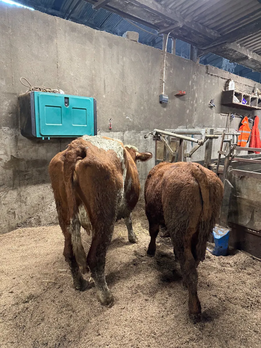 Heifer and bull calve - Image 3