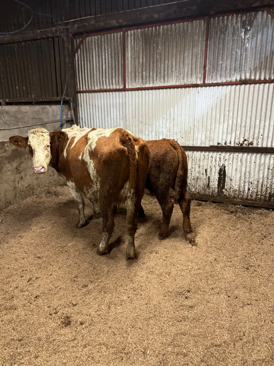 Heifer and bull calve - Image 2