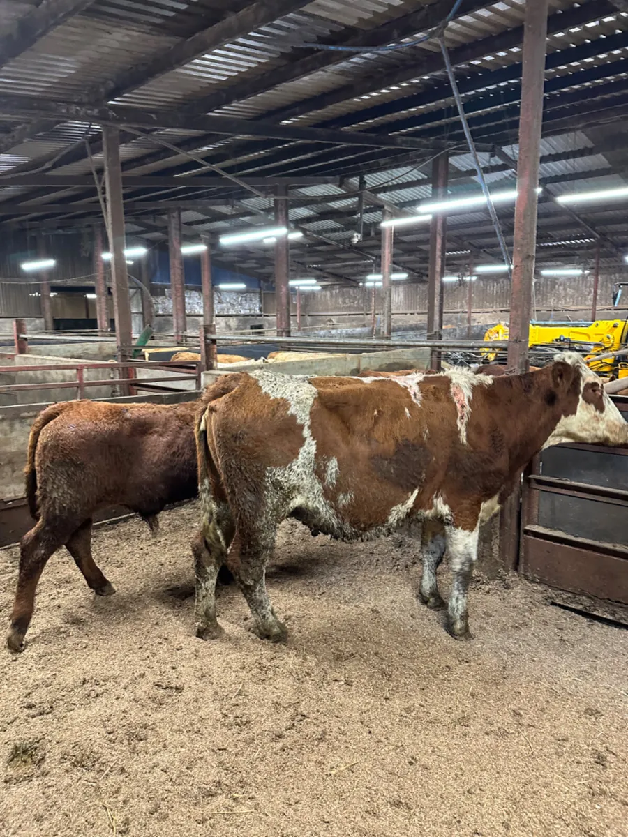 Heifer and bull calve - Image 1