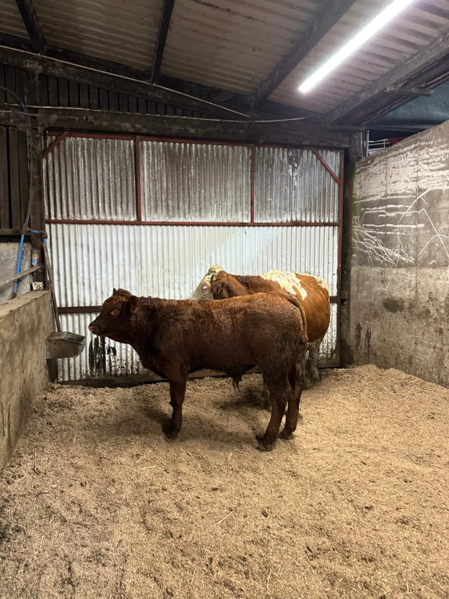 Heifer and bull calve - Image 4