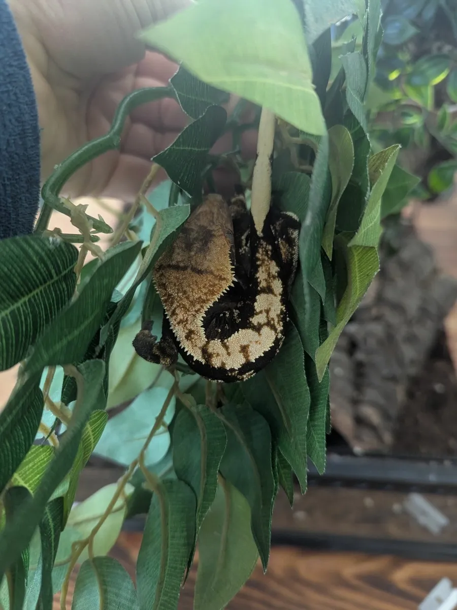 Crested Gecko - Image 3