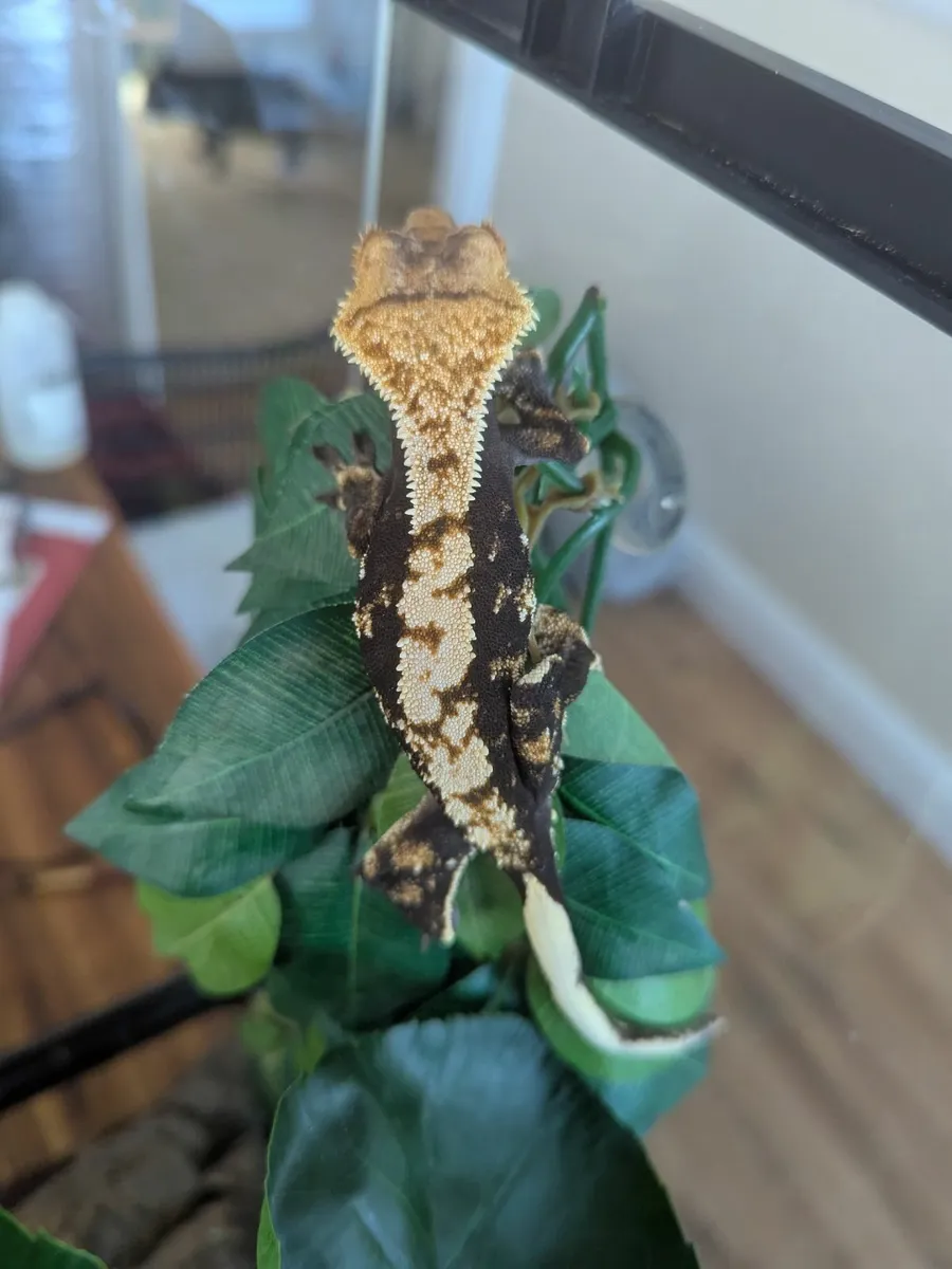 Crested Gecko - Image 4