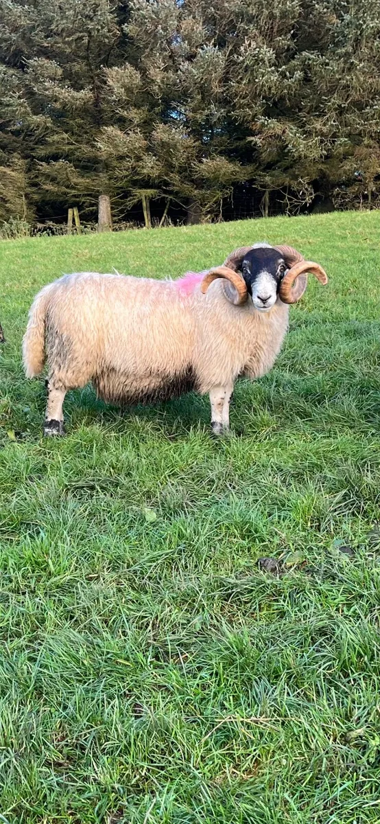 Perth Horned Ram SIS Approved ✅ - Image 1