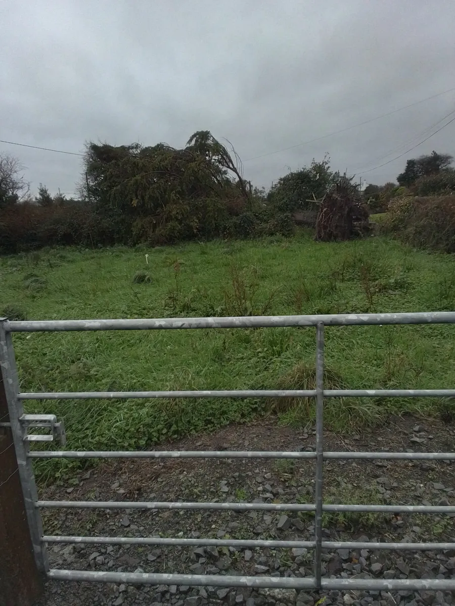 Tree surgeon - Image 1