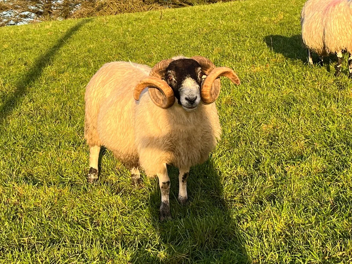 Perth Horned Ram SIS Approved ✅ - Image 4