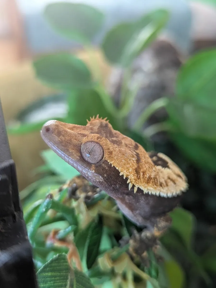 Crested Gecko - Image 1