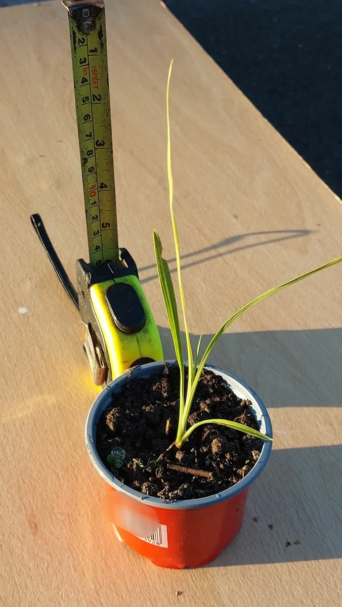 Cordyline australis palm tree - Image 2