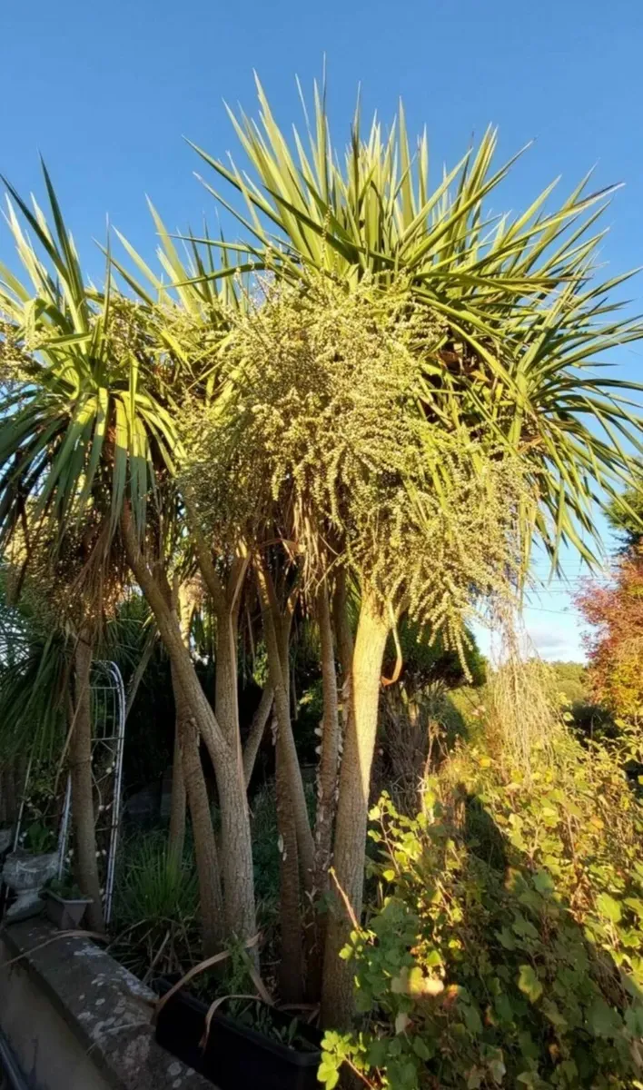 Cordyline australis palm tree - Image 1