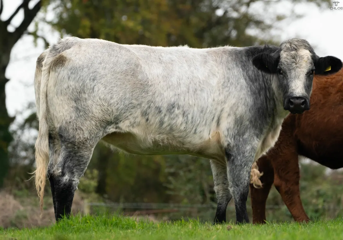 ⭐️CRAWFORD BROS ANNUAL INCALF HEIFER SALE⭐️ - Image 2