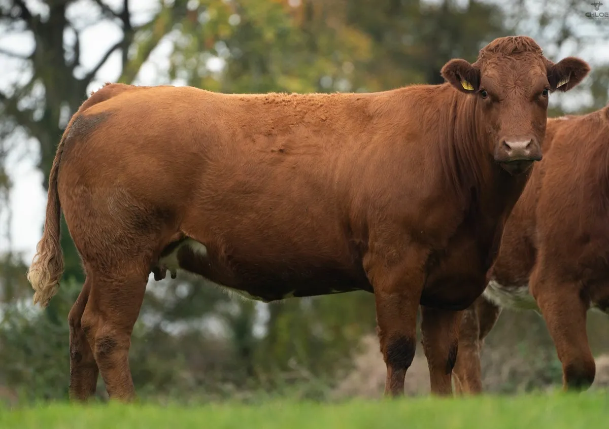 ⭐️CRAWFORD BROS ANNUAL INCALF HEIFER SALE⭐️ - Image 3