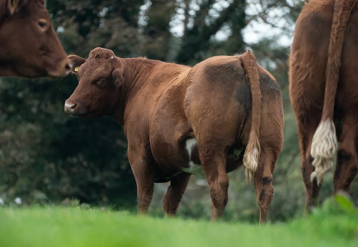 ⭐️CRAWFORD BROS ANNUAL INCALF HEIFER SALE⭐️ - Image 4