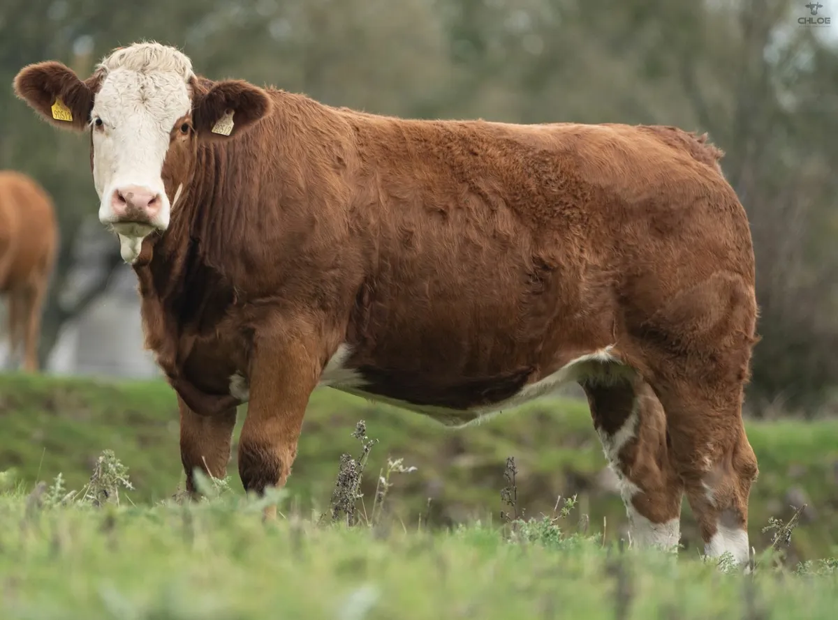 ⭐️CRAWFORD BROS ANNUAL INCALF HEIFER SALE⭐️ - Image 1