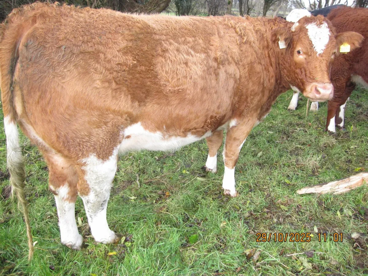 Springer heifers - Image 1