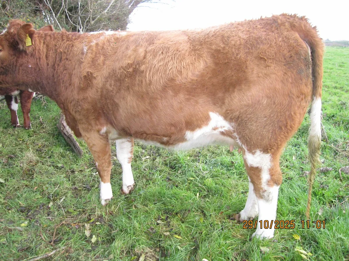 Springer heifers - Image 2
