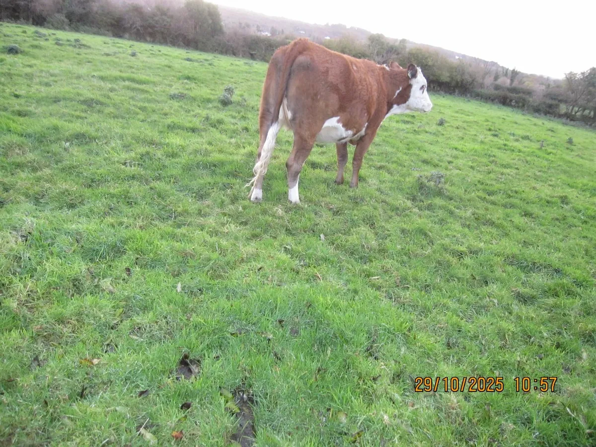 Springer heifers - Image 3