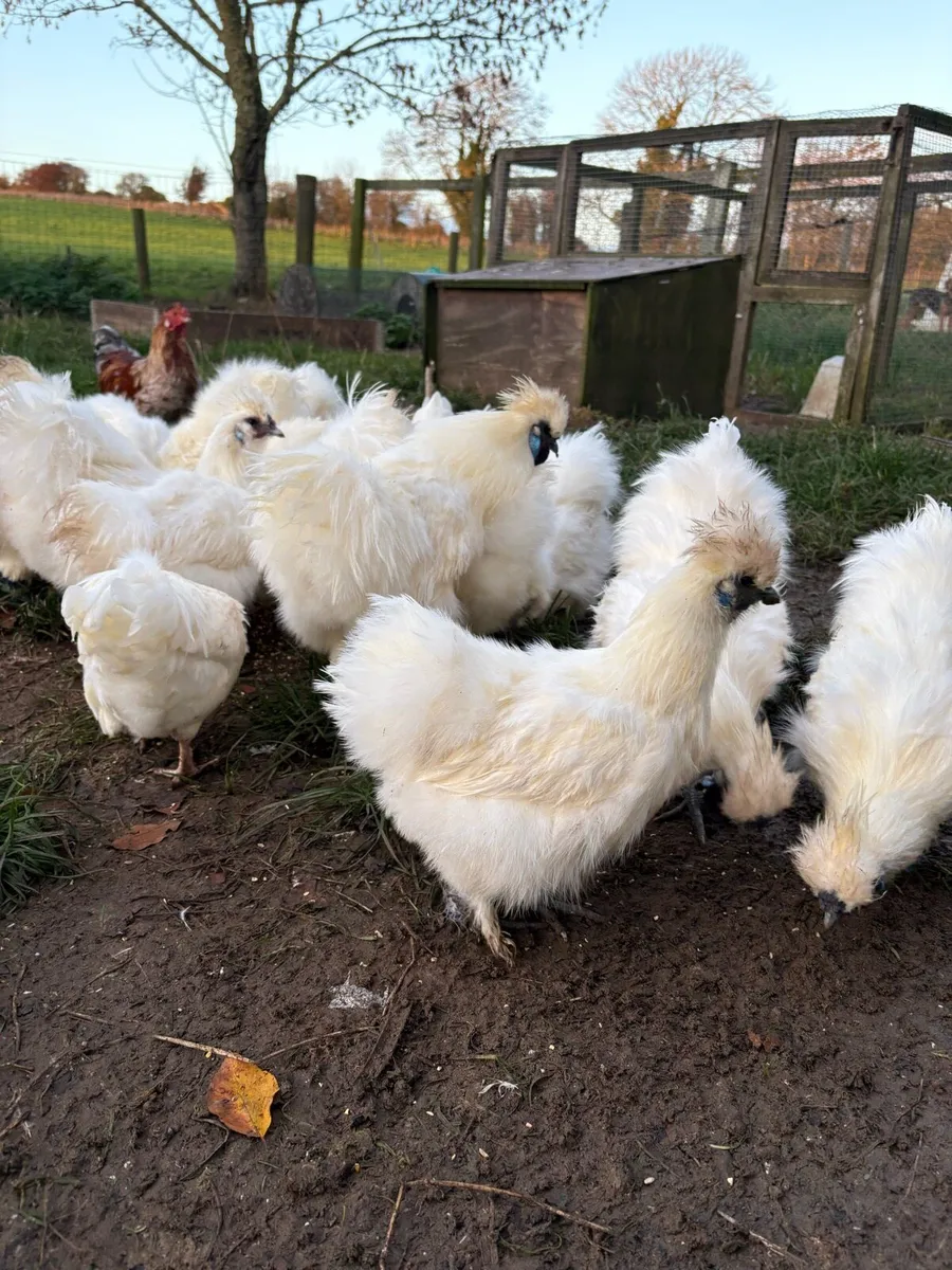 Silkies - Image 1