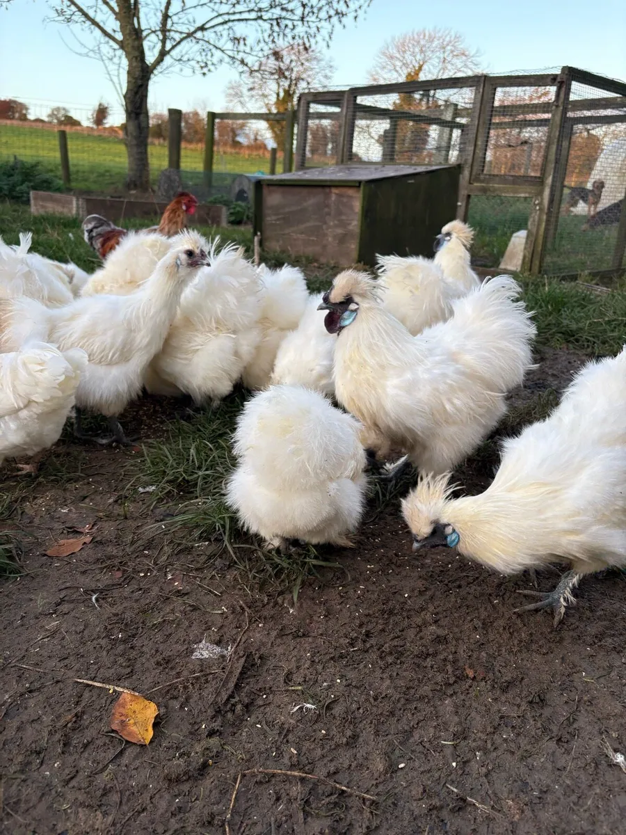 Silkies - Image 2
