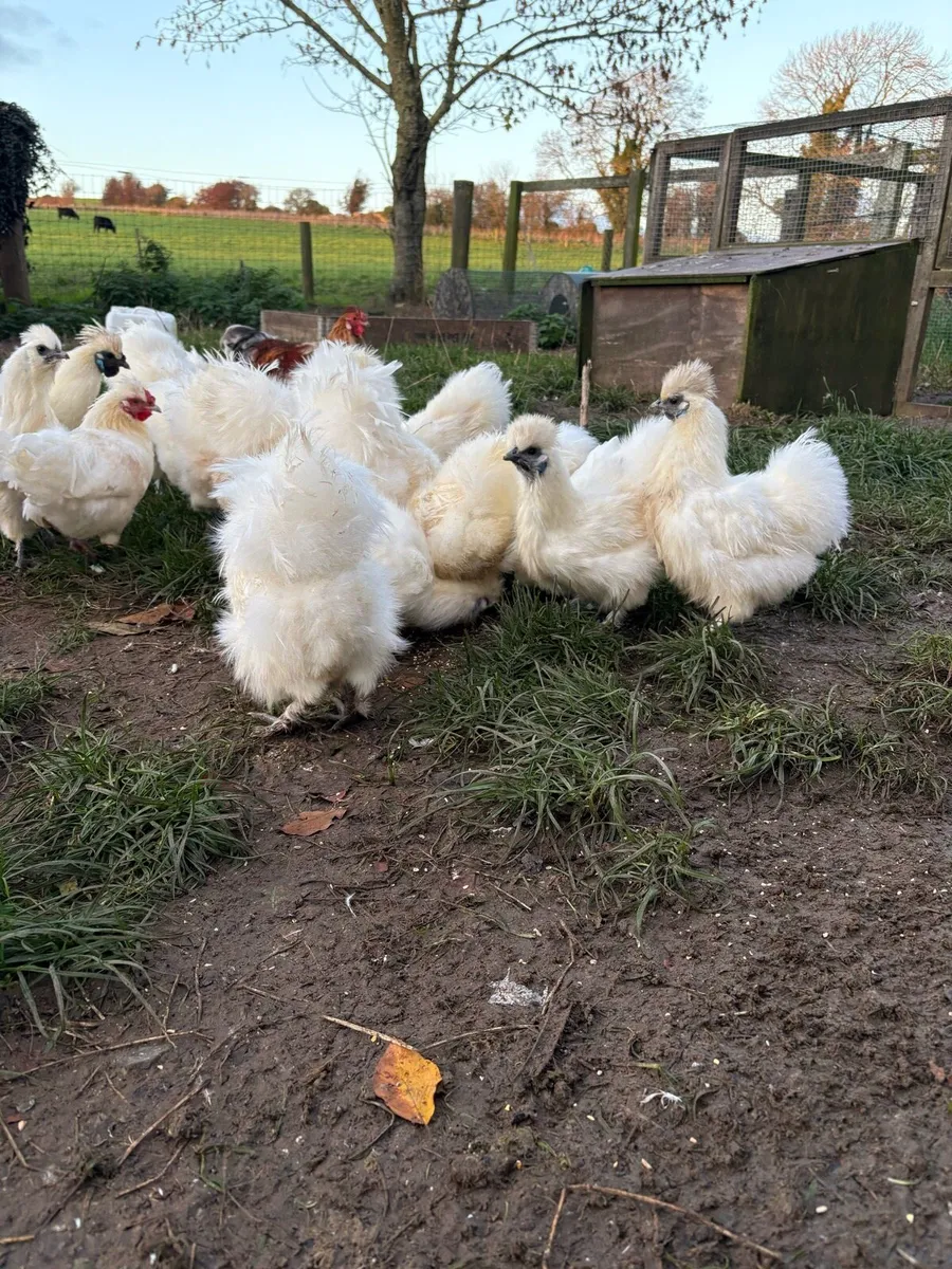 Silkies - Image 3