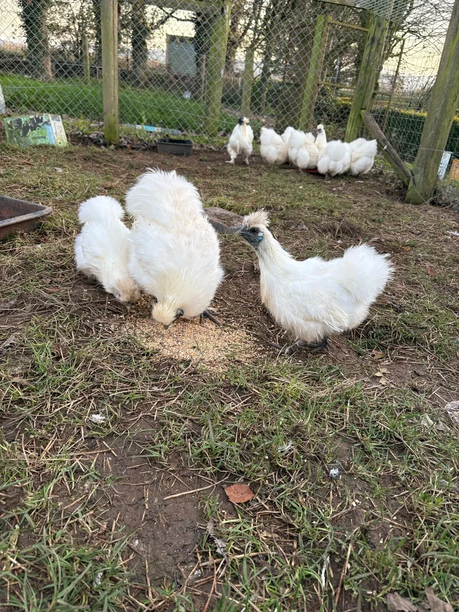 Silkies - Image 4