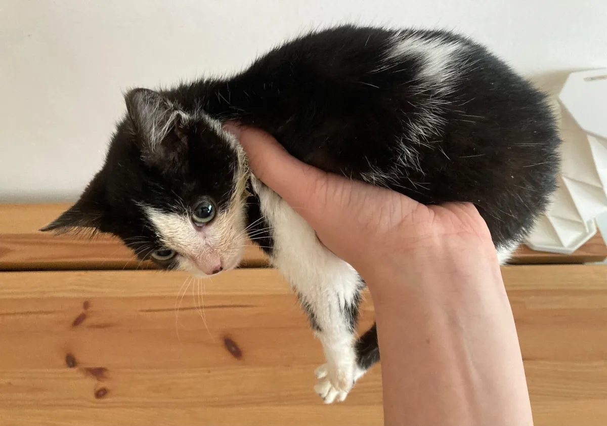 Lovely 3 months old kitten black&white patches - Image 1