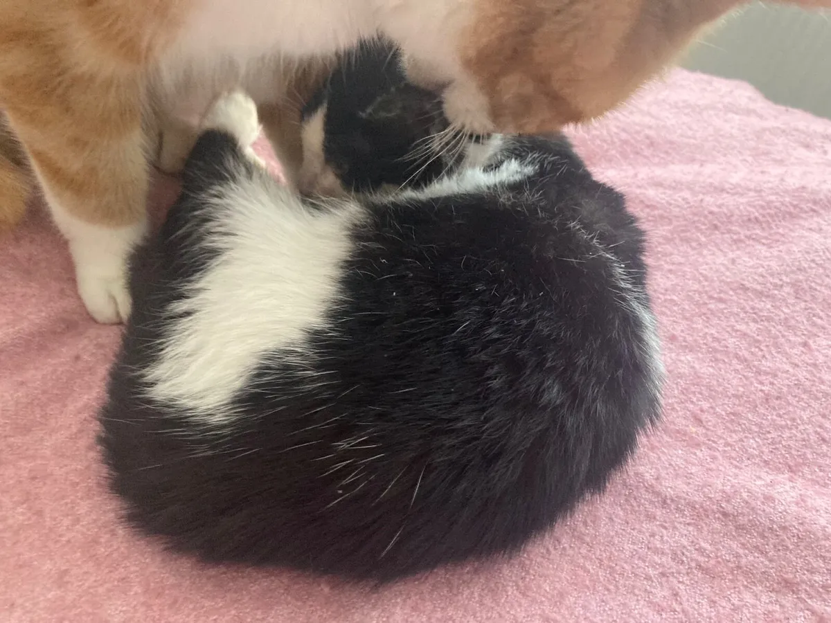 Lovely 3 months old kitten black&white patches - Image 3