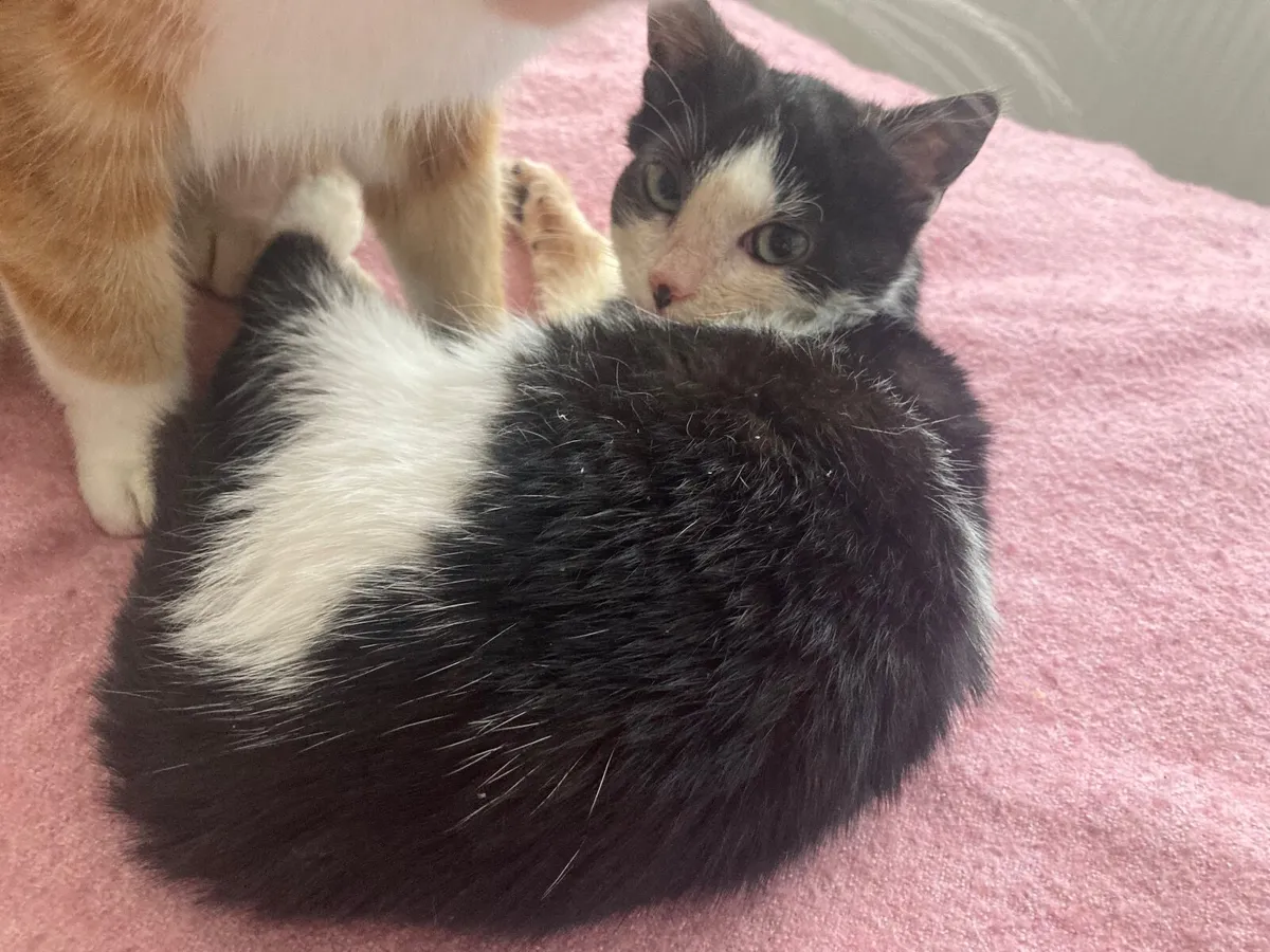 Lovely 3 months old kitten black&white patches - Image 4
