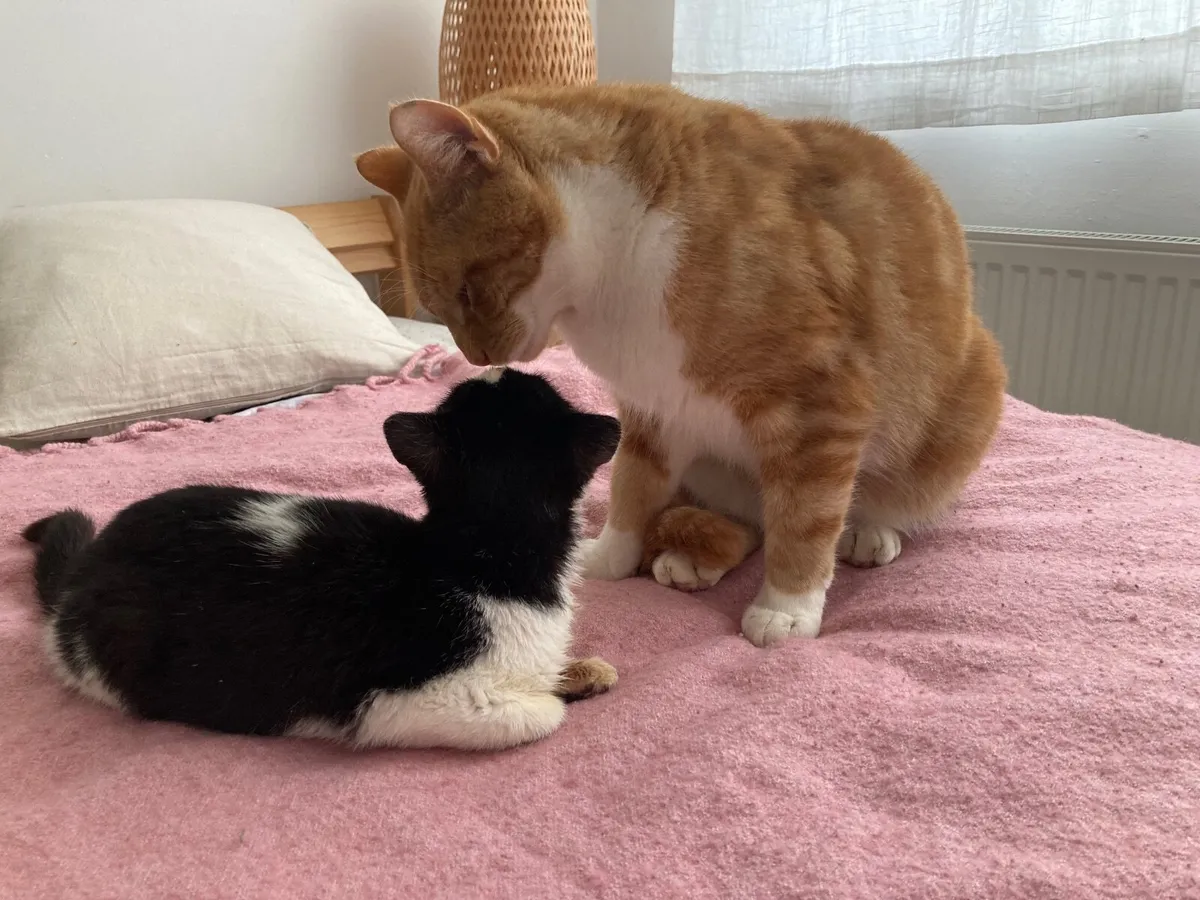 Lovely 3 months old kitten black & white patches - Image 4