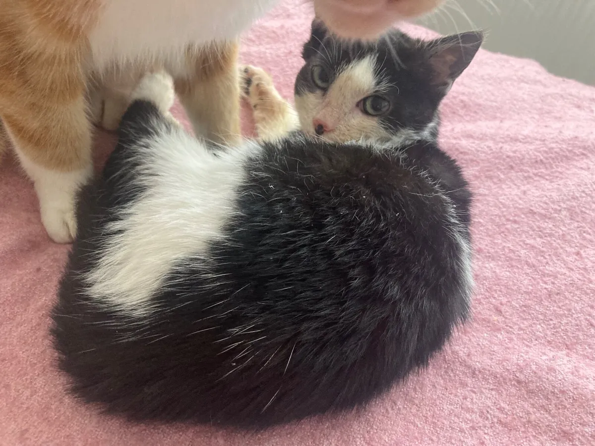 Lovely 3 months old kitten black&white patches - Image 2