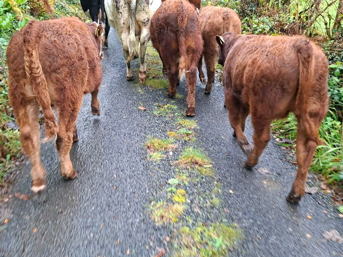 Limousine weanlings - Image 2