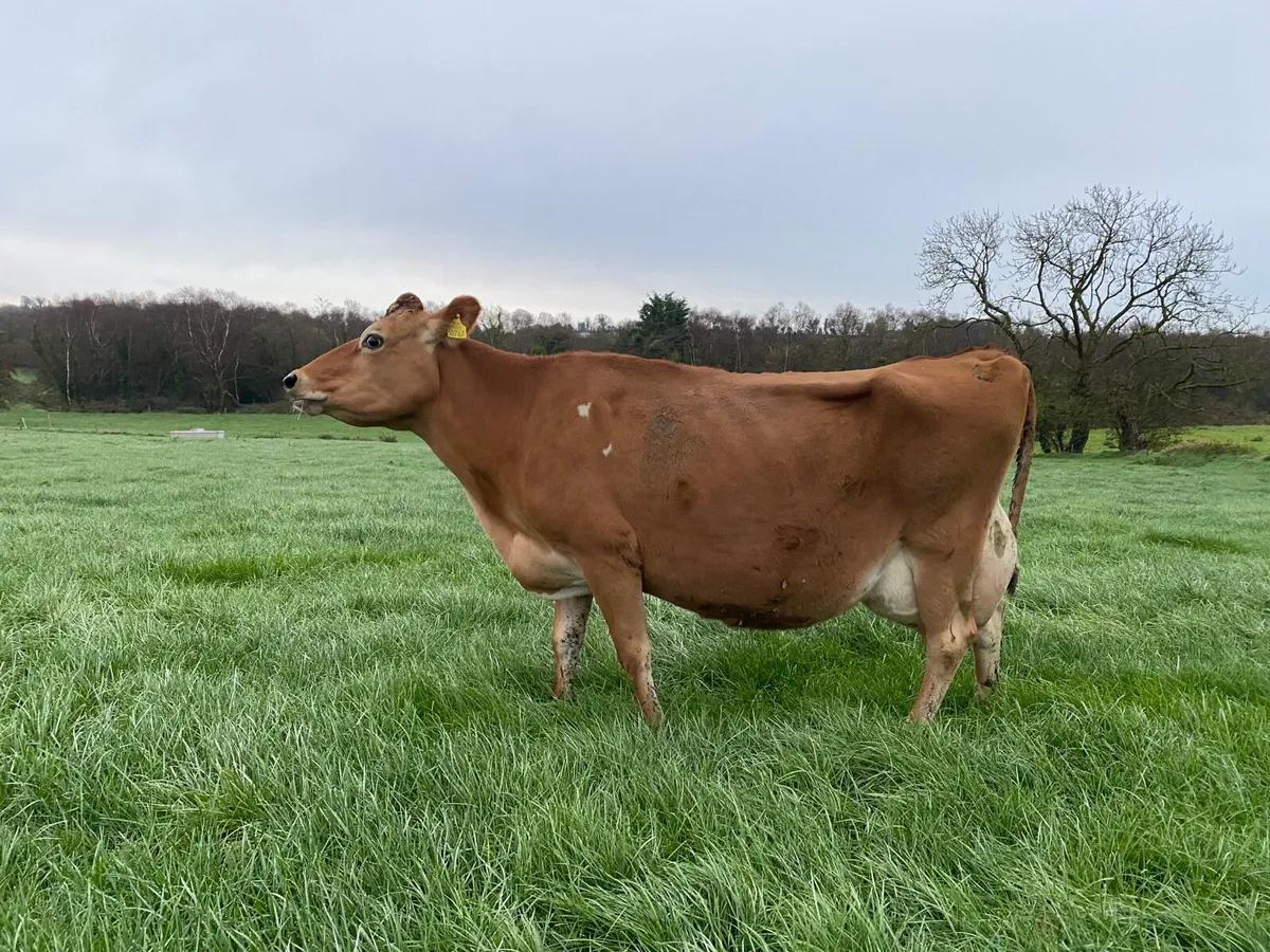 Pedigree Jersey Cow - Image 1