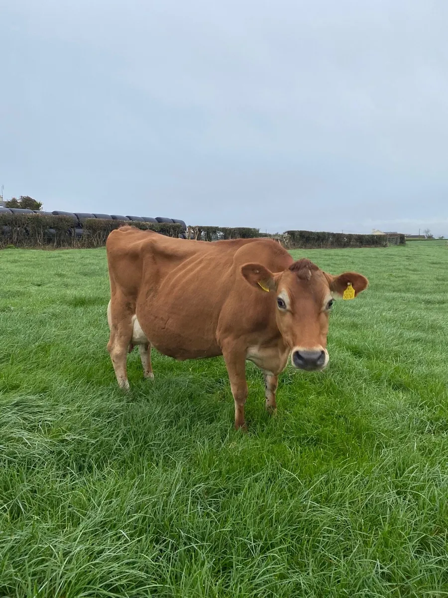 Pedigree Jersey Cow - Image 2