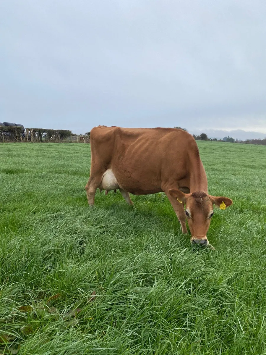 Pedigree Jersey Cow - Image 3