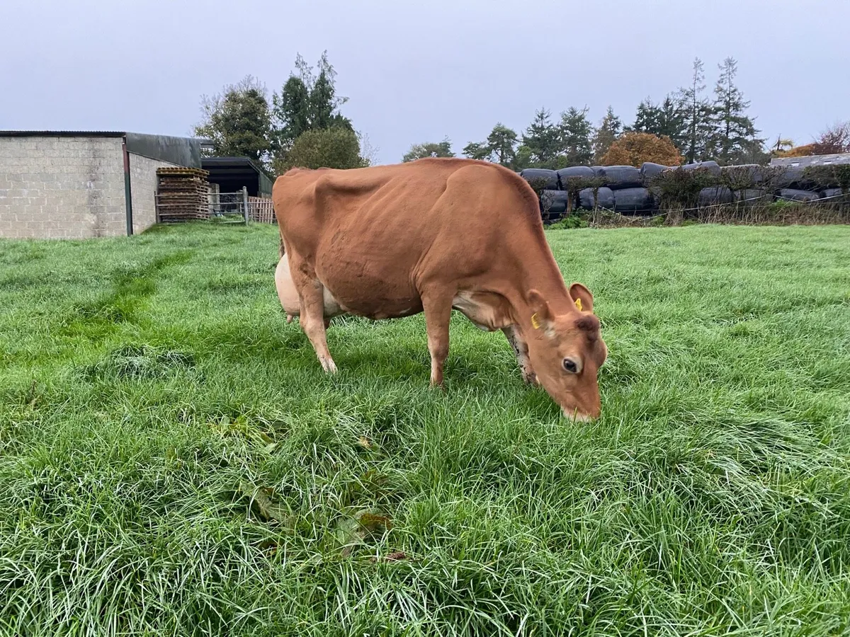 Pedigree Jersey Cow - Image 4