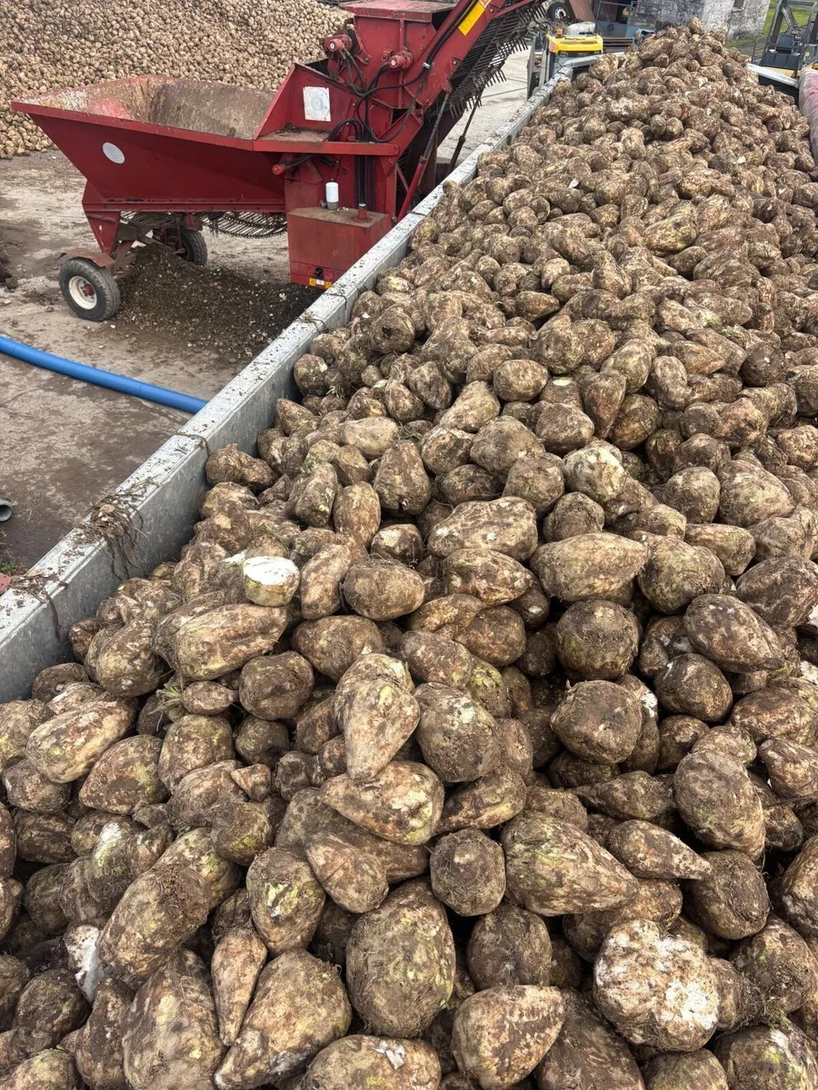 Beet and straw - Image 2