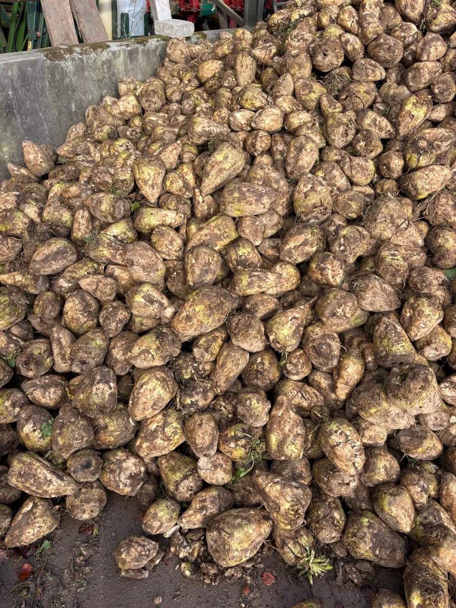 Beet and straw - Image 3