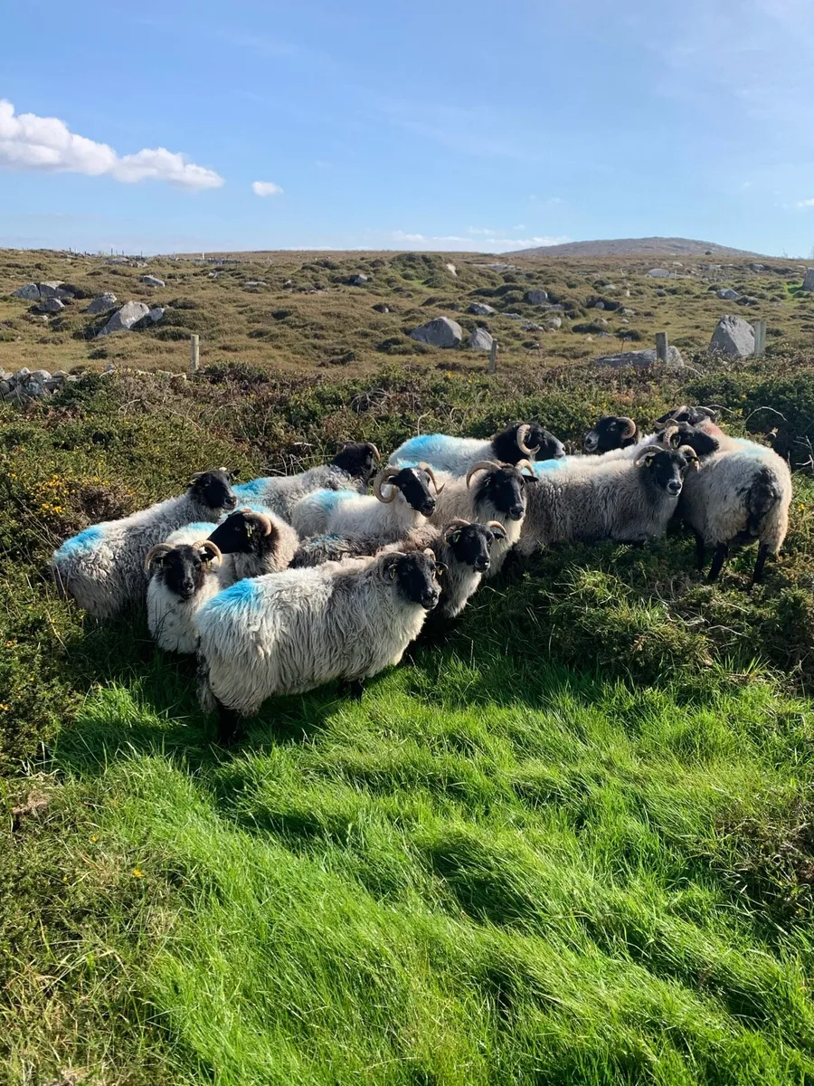 Horned ewes - Image 1