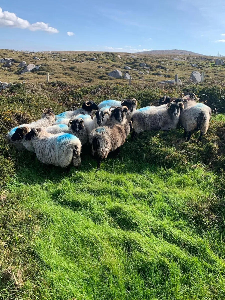 Horned ewes - Image 2