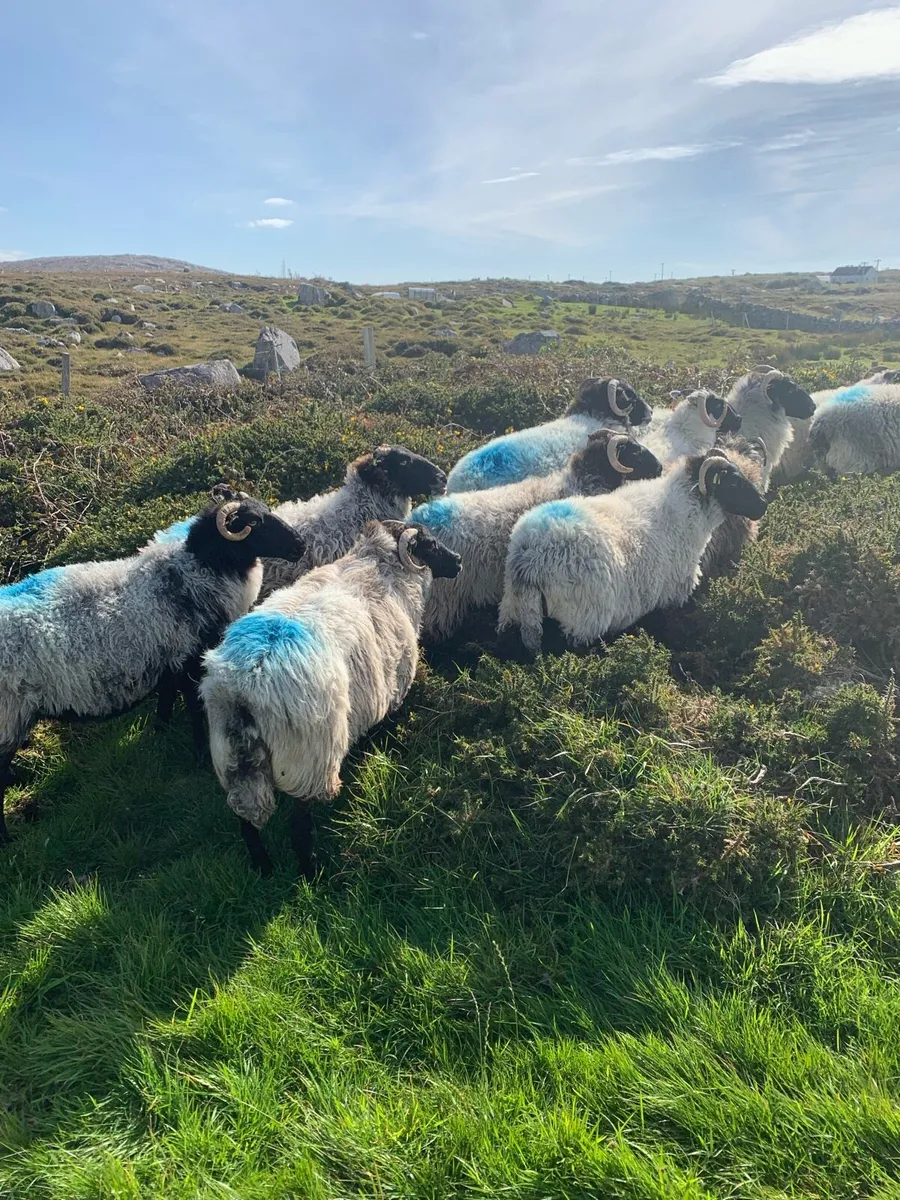 Horned ewes - Image 3