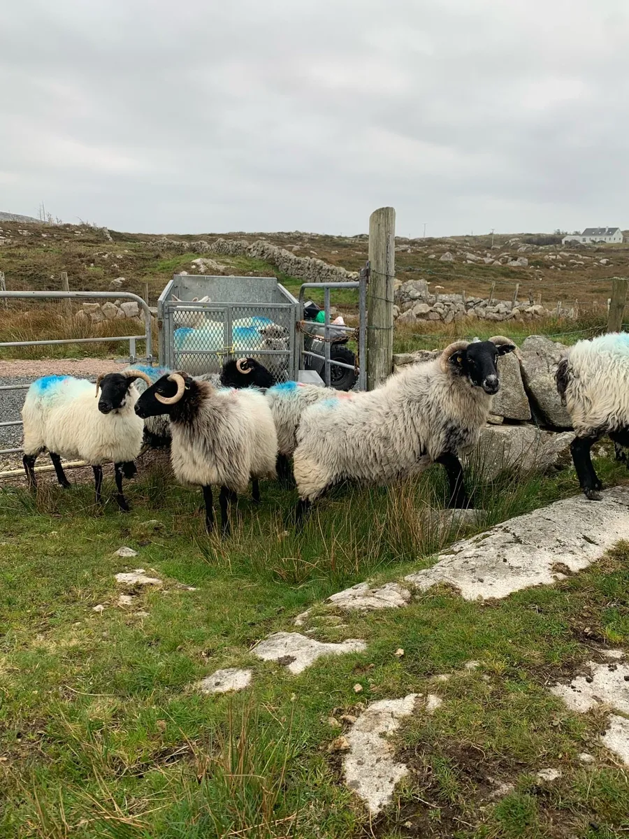 Horned ewes - Image 4