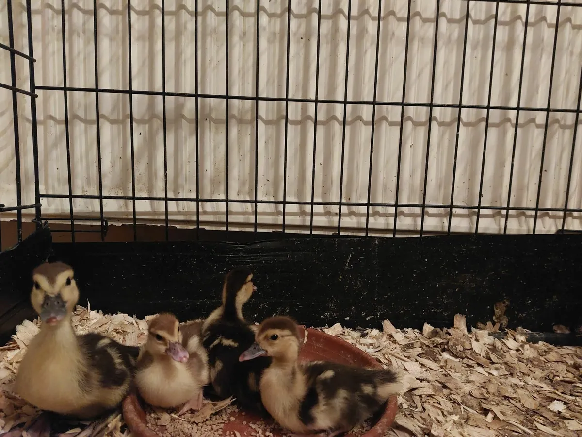 Muscovy ducklings - Image 1