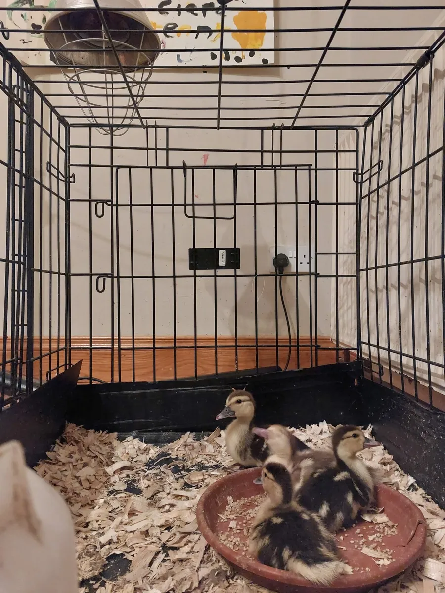 Muscovy ducklings - Image 3